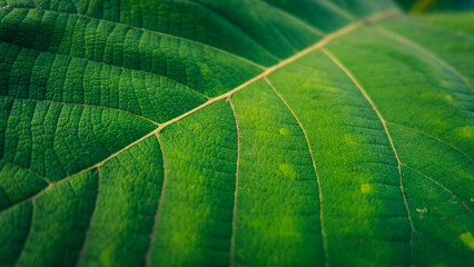 close up green teak leaf texture, natural background