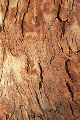 Eucalyptus tree bark texture, Bark of eucalyptus tree, seamless texture, a eucalyptus tree bark texture background image