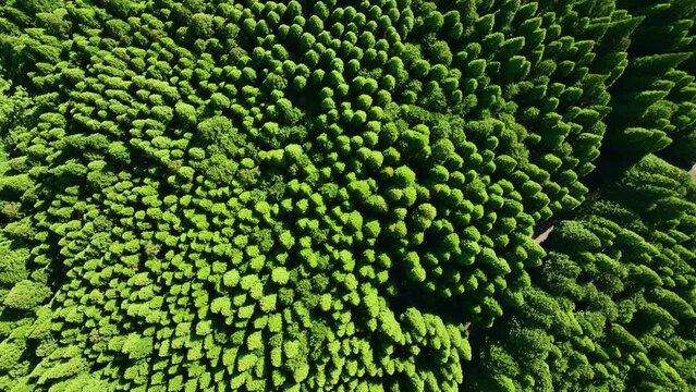 Drone aerial view of spectacular mountain forest landscapes. Directly above view. Dynamic natural scenery.