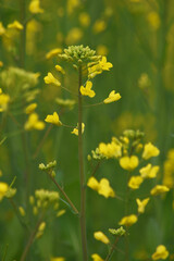 Mustard flower field is full blooming, yellow mustard field landscape industry of agriculture, mustard flowers closeup photo