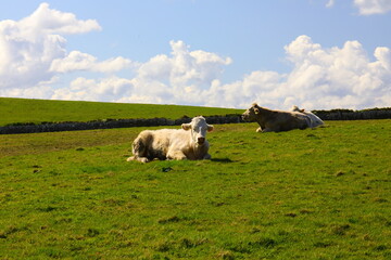 Fototapeta premium Dairy cows relaxing on the countryside