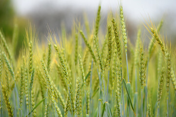 Green wheat field close up image, Green Wheat whistle, Wheat bran fields, agriculture, wheat field...