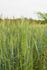Green wheat field close up image, Green Wheat whistle, Wheat bran fields, agriculture, wheat field Pakistan, closeup of green cereal field