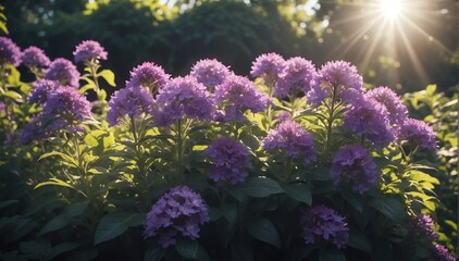 closeup of purple flowers on garden with sunshine rays from Generative AI