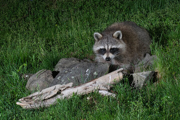 Fototapeta premium Young raccoon foraging at night.