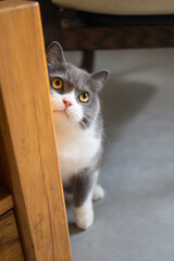 The British Shorthair hides behind the table and watches