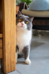 The British Shorthair hides behind the table and watches