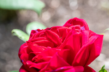 赤い薔薇のクローズアップ（アメリカーナ）