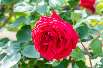 赤い薔薇の花のクローズアップ（アメリカーナ）