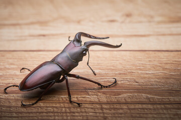 一匹の大型のノコギリクワガタの後ろ姿　木目