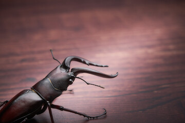 クラシカルな雰囲気の一匹の大型のノコギリクワガタの雄