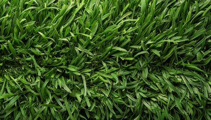 Fototapeta premium Lush Green Grass Lawn Texture Background