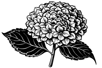 hydrangea flower vector silhouette illustration