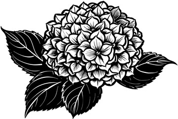 hydrangea flower vector silhouette illustration