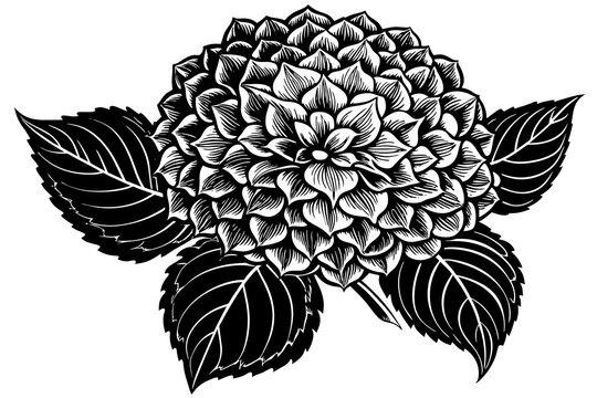 black and white hydrangea flower and leaves clip art preview