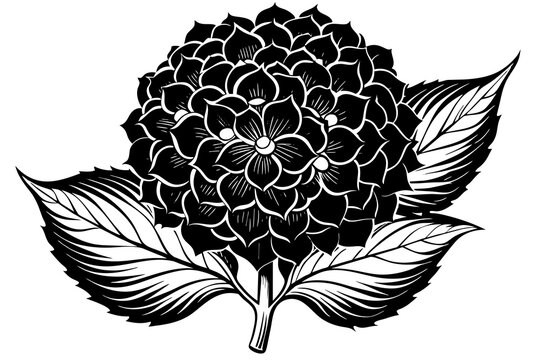 black and white hydrangea flower and leaves clip art preview