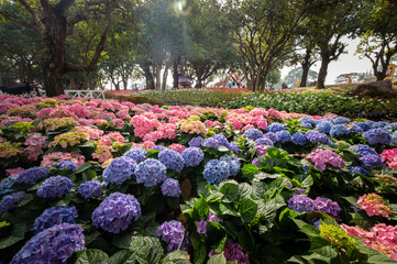 Hydrangea flowers blooming in the garden nearly Kok river in Chiang Rai province of Thailand.