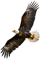 Obraz premium Bald Eagle Gliding in the Sky