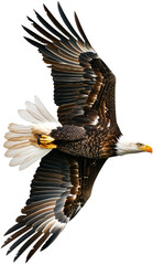 Fototapeta premium Bald Eagle in Flight