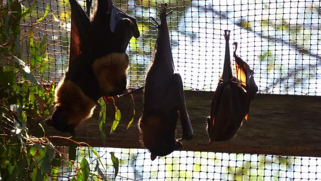 A close-up shot of a camp of little red flying foxes (Pteropus scapulatus), a native Australian bat species, roosting and hanging upside down in an enclosed environment during daylight.
