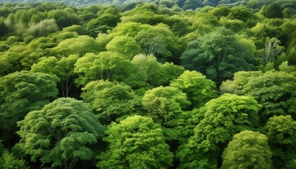 Lush Green Forest Canopy Landscape Aerial View