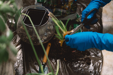 Obraz premium A woman is carefully transplanting a houseplant into a new pot, wearing vibrant blue gloves to keep their hands clean. Gardening tools and a pot with a plant, indicating indoor gardening
