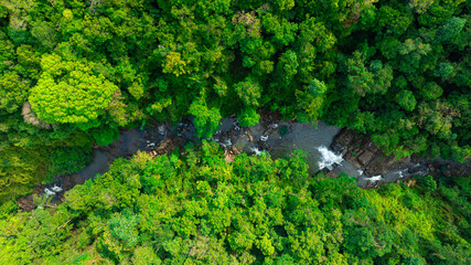 Aerial view of mixed forest, deciduous trees, greenery and waterfalls flowing through the forest. The rich natural ecosystem of rainforest concept is all about conservation and natural reforestation