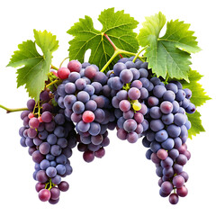 Fototapeta premium grapevines transparent background