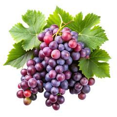 Fototapeta premium grapevines transparent background