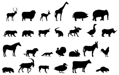 Fototapeta premium animals silhouette