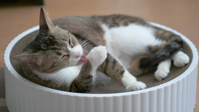 顔を洗う猫