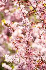 Blooming peach flowers on sunny spring day.