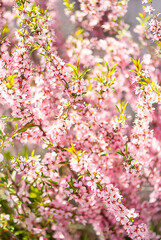 Blooming peach flowers on sunny spring day.