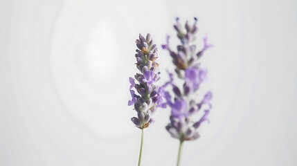 Blossoming lavender flower isolated against a pristine white background, exuding tranquility.