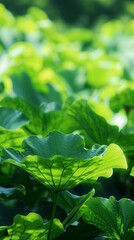 Obraz premium lotus leaf