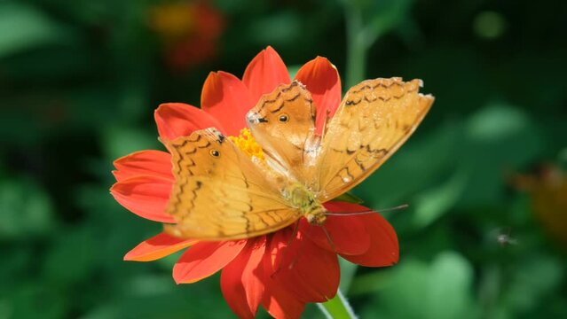 Close-up of beautiful Vindula dejone (Malay cruiser) butterfly collecting nectar on a vibrant red flower by lush green foliage in a tropical park