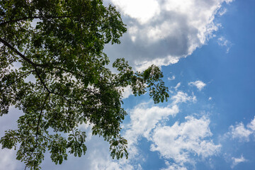Trees And Cloudy Blue Sky