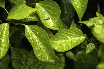 Wet green leaf