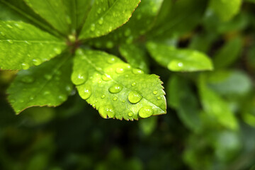 Wet green leaf