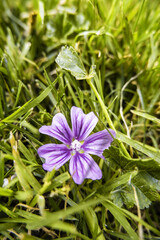 Blue flower in the field