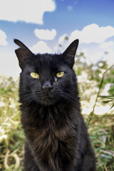 Obraz premium Abandoned black cat