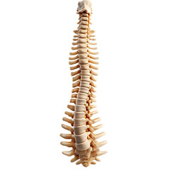 human spine transparent background