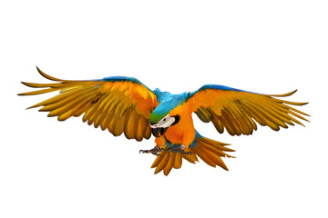 Fototapeta premium Colorful flying Blue and Gold Macaw parrot isolated on transparent background png file