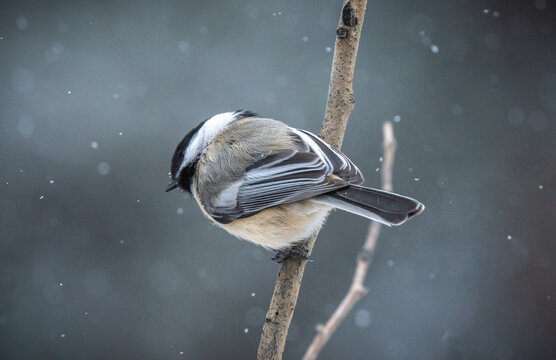 black capped mountain chickadee