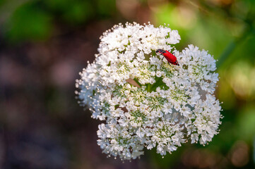 red bug and white flowers
Anthocomus rufus