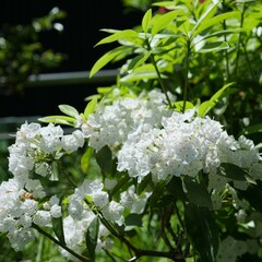 白いカルミアの花