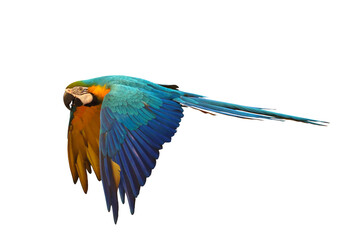 Colorful flying Blue and Gold Macaw parrot isolated on transparent background png file