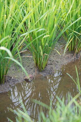 close up view of rice tree