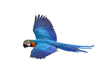 Colorful flying Blue and Gold Macaw parrot isolated on transparent background png file