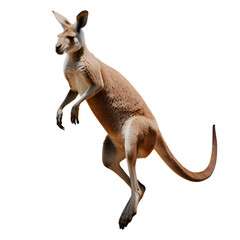 kangaroo jumping isolated